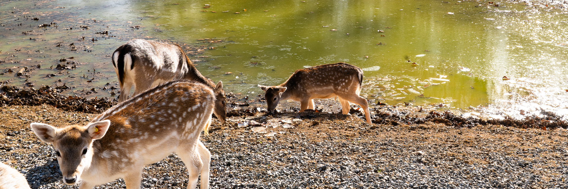 Deer beside a sunlit pond.